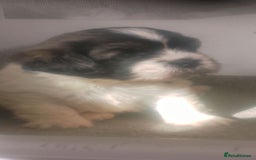 Mixed Breed dogs for sale: Lovely little shitzu cross puppies  - Image 5