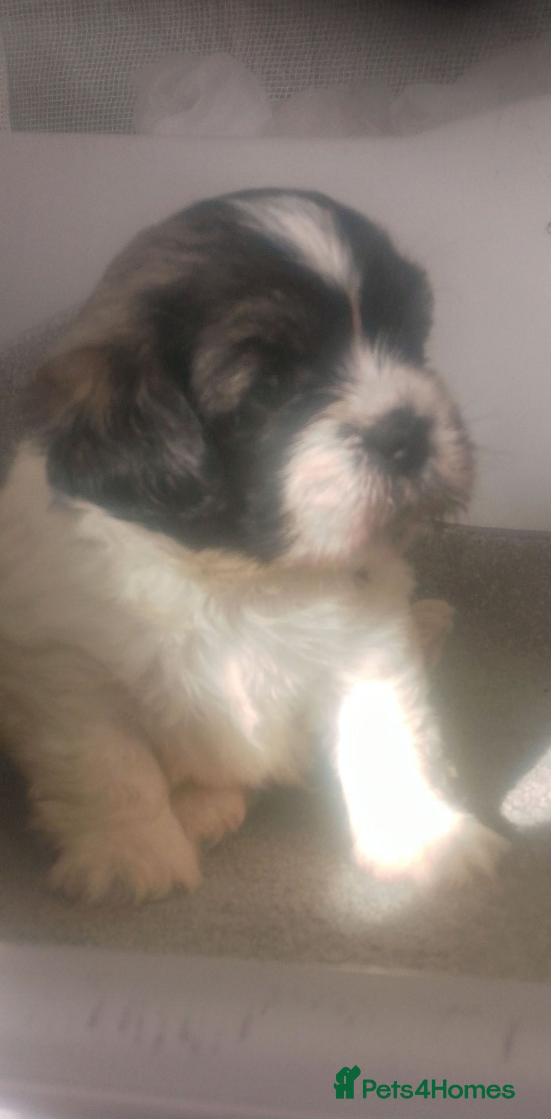 Mixed Breed dogs for sale: Lovely little shitzu cross puppies  - Image 5