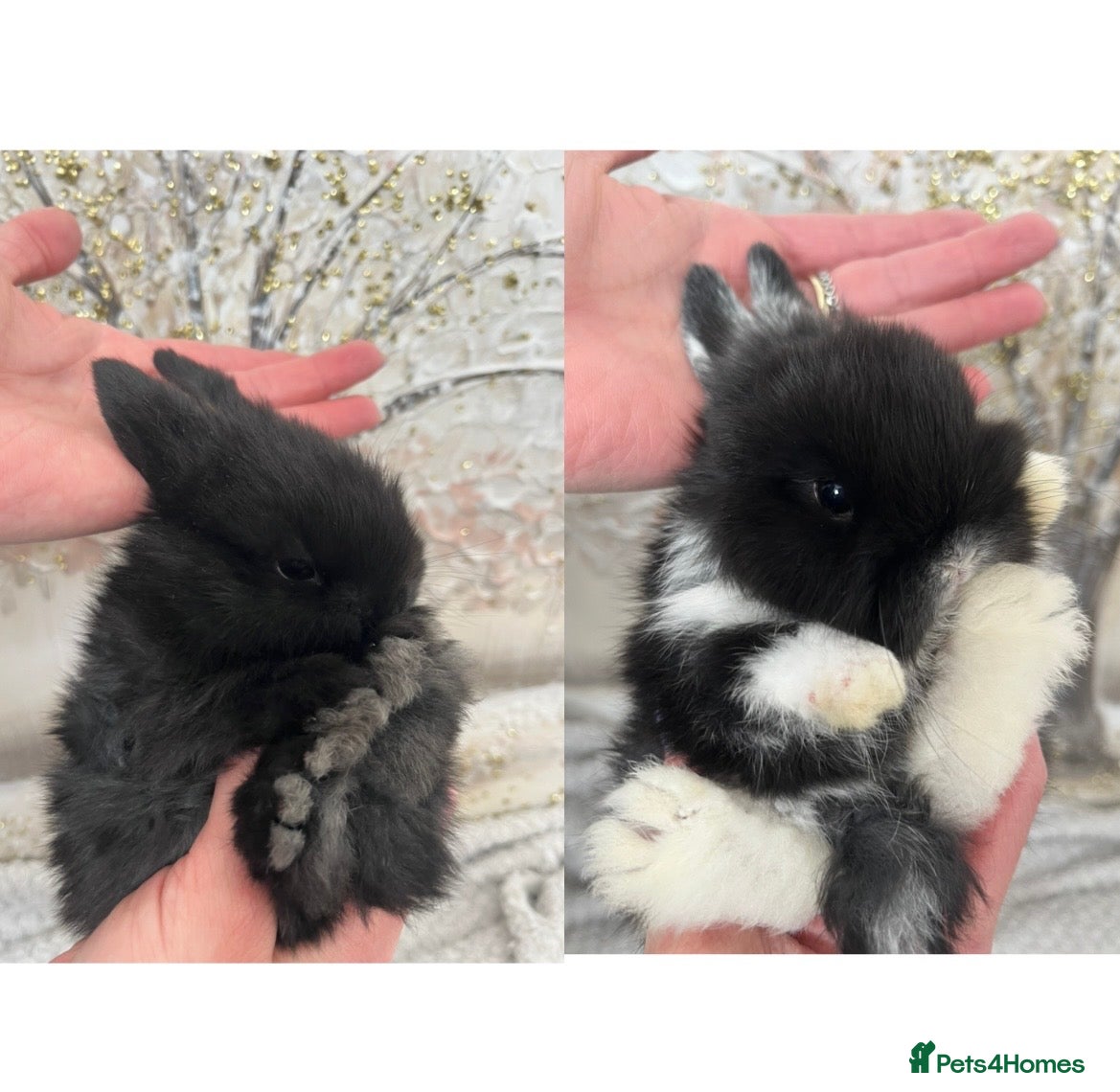 Mini Lop rabbits Gorgeous Purebred Mini Lop Babies – Ready April - Advert 17