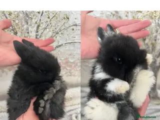 Mini Lop rabbits Gorgeous Purebred Mini Lop Babies – Ready April - Advert 17