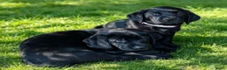 Mixed Breed dogs for sale: STUNNING GWP X LABRADOR PUPPIES - Advert 4