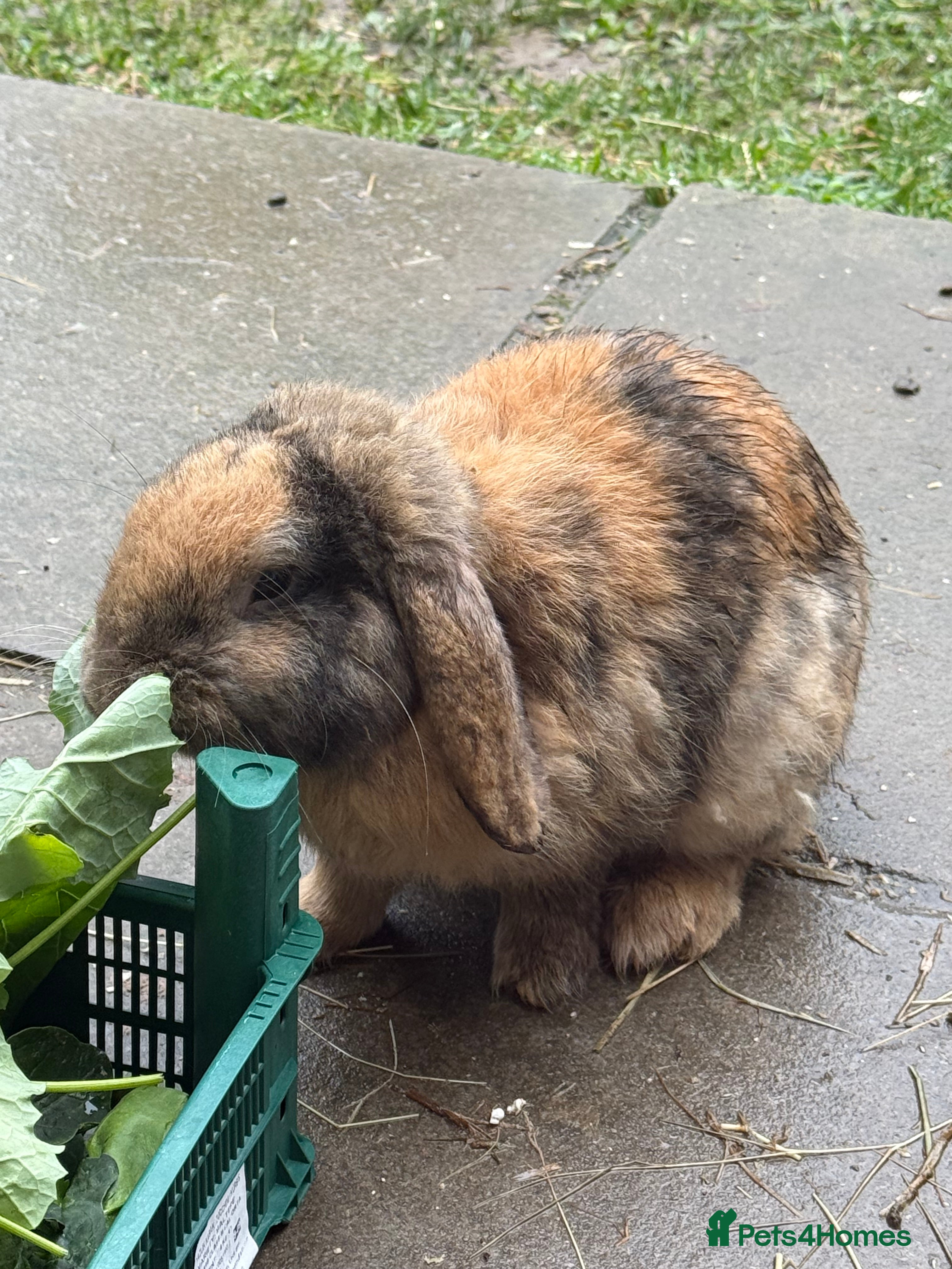 Mini Lop rabbits Coco pops and honey - Advert 1