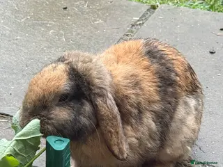Mini Lop rabbits Coco pops and honey - Advert 1