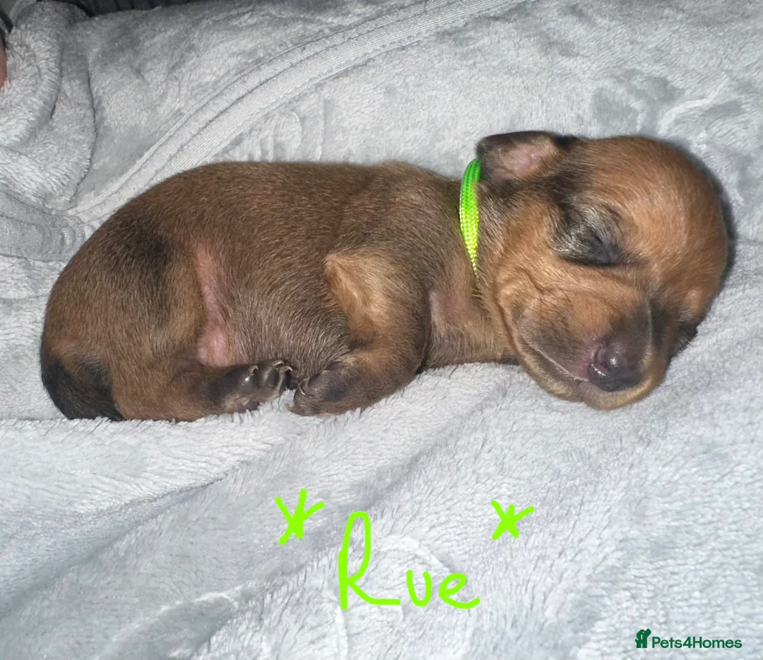 Miniature Dachshund dogs for sale: Long haired miniature dachshunds - Advert 4