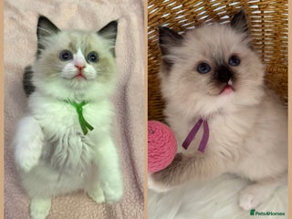 Ragdoll cats 🏆 gccf ragdoll grand champion kittens 🏆 - Advert 5
