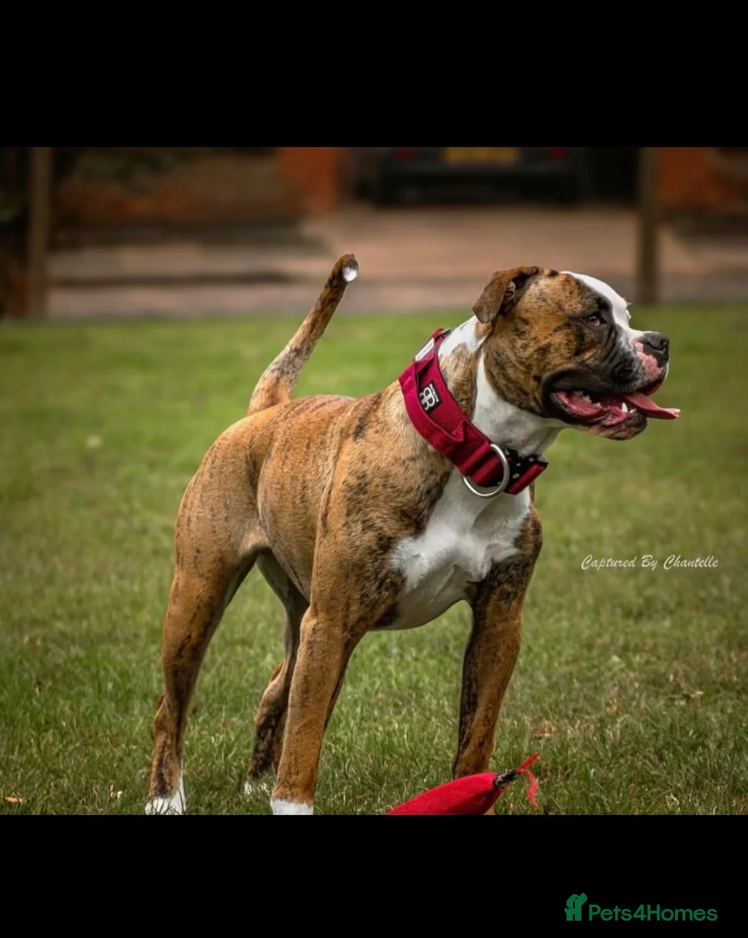 Mixed Breed dogs for sale: American bulldog x staffy  - Advert 2