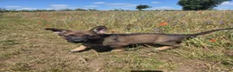German Shepherd dogs for sale: Working line german shepherd puppies - Advert 13