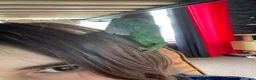 Iguana reptiles for sale: Green iguana 11 months old plus set up - Advert 20