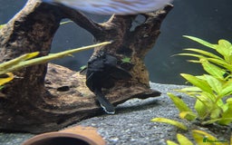 Discus fish for sale: Variety of fish for sale  - Image 2