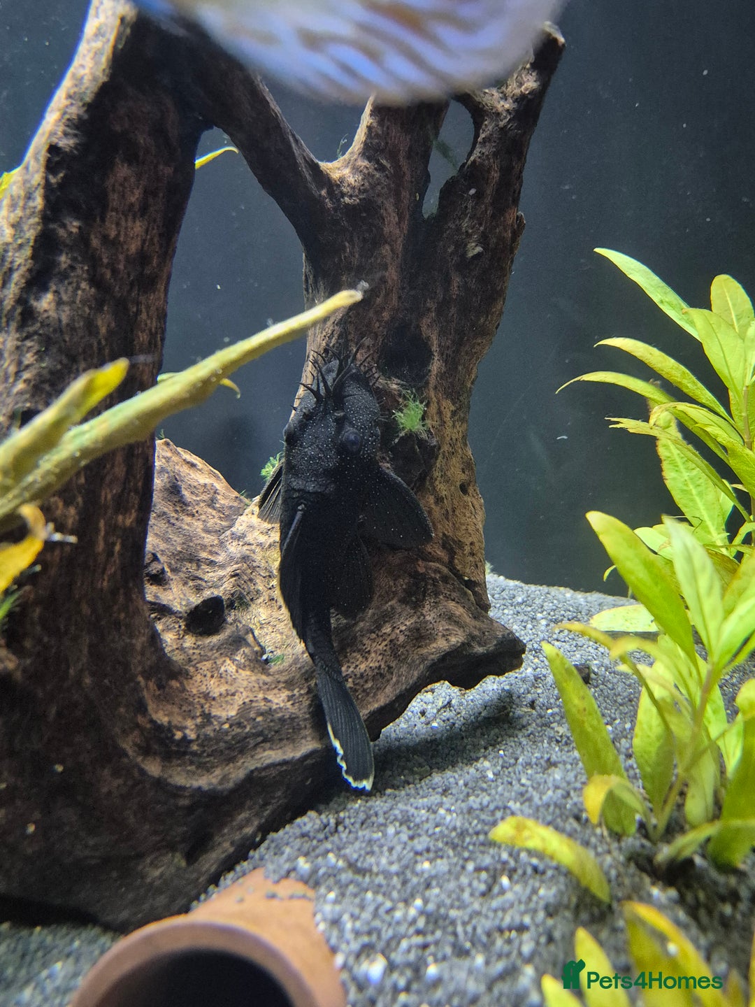 Discus fish for sale: Variety of fish for sale  - Image 2