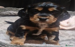 Cocker Spaniel dogs for sale: Stunning kc working cocker spaniels - Image 1