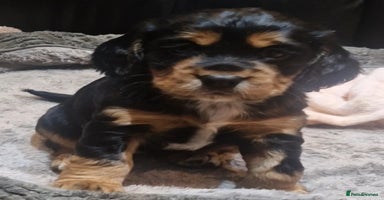 Cocker Spaniel dogs - Advert 3