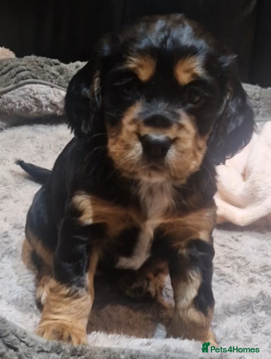 Cocker Spaniel dogs for sale: Stunning kc working cocker spaniels - Image 1