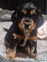 Cocker Spaniel dogs - Advert 2