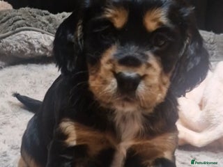 Cocker Spaniel dogs - Advert 5