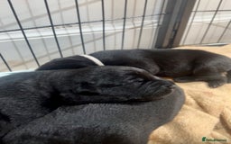 Mixed Breed dogs for sale: Gorgeous Kelpador puppies.  - Advert 4