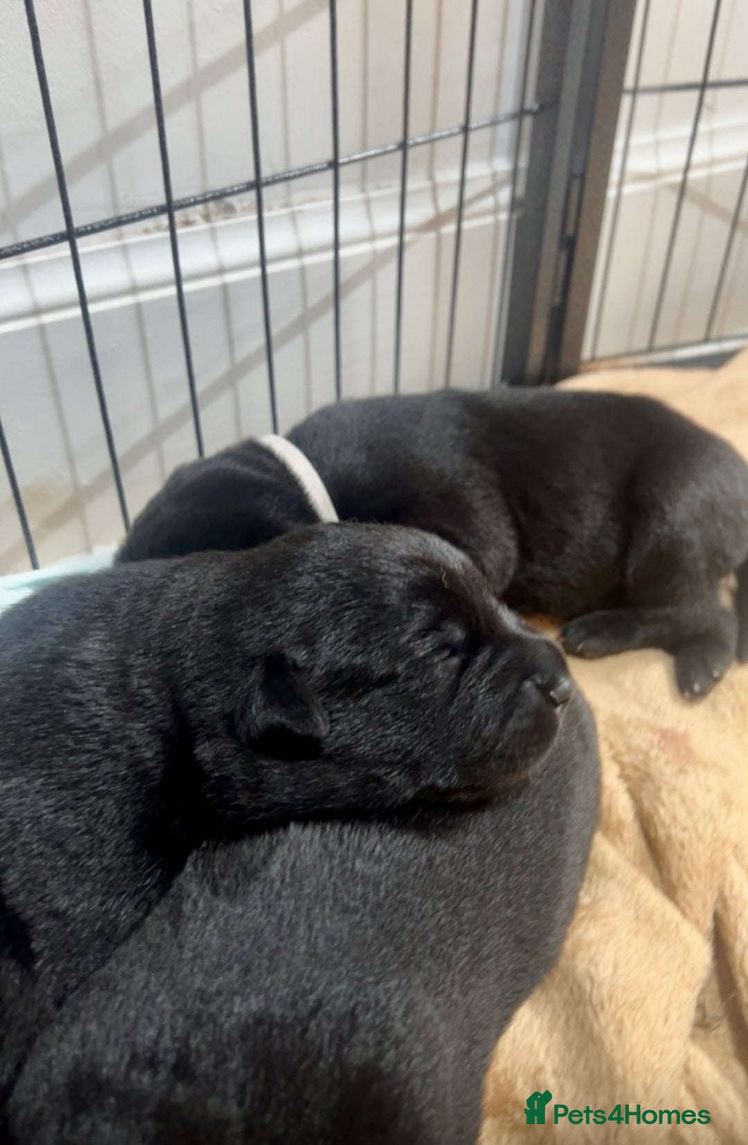 Mixed Breed dogs for sale: Gorgeous Kelpador puppies.  - Advert 4