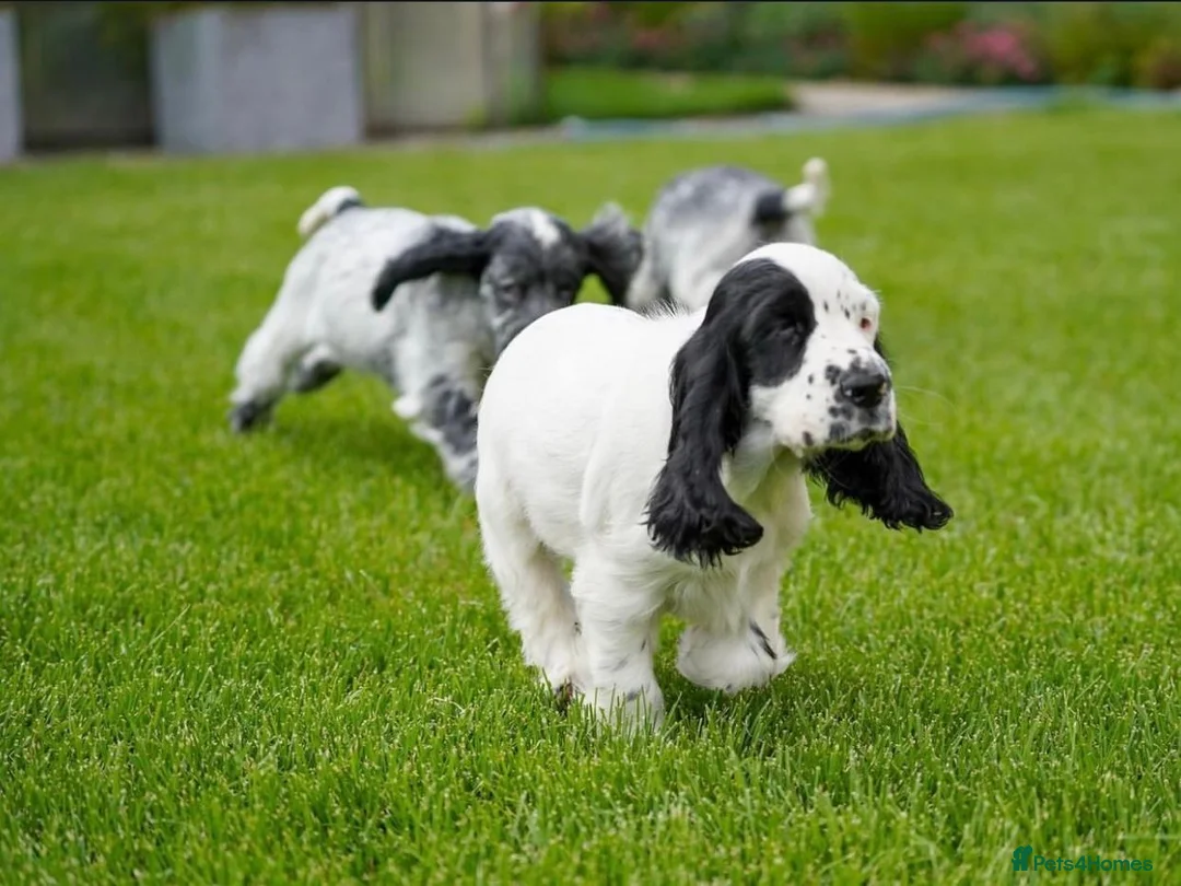 Cocker Spaniel dogs for sale: Blue Roans Cocker Spaniel. - Advert 10