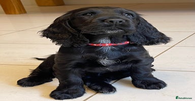 Sprocker dogs - Advert 9
