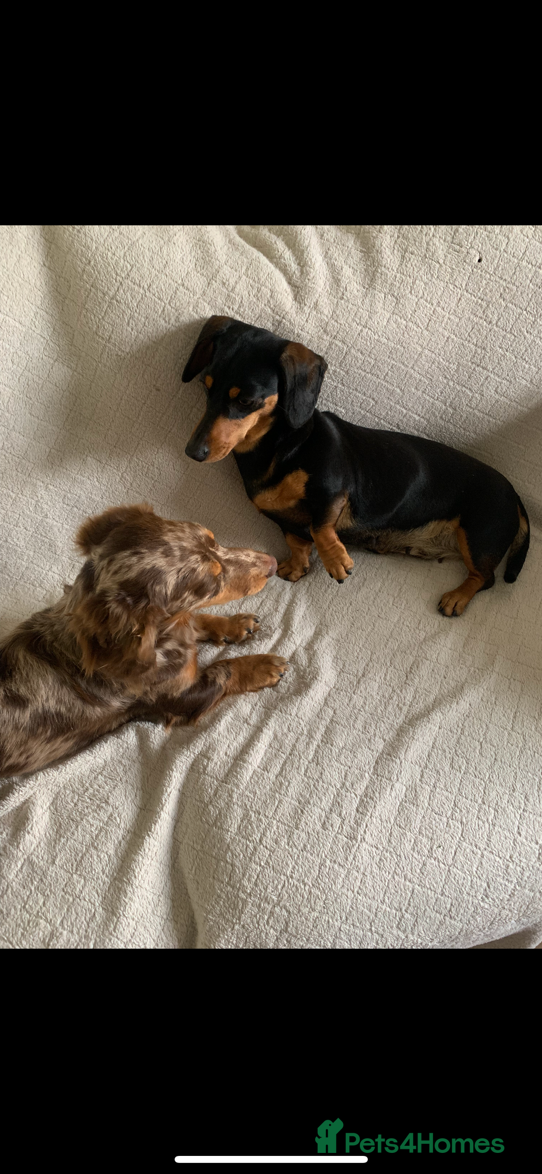 Dachshund dogs for sale: Full breed dachshund  - Advert 2