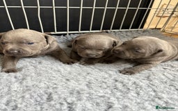 Staffordshire Bull Terrier dogs for sale: 3 chunky puppies  - Image 3