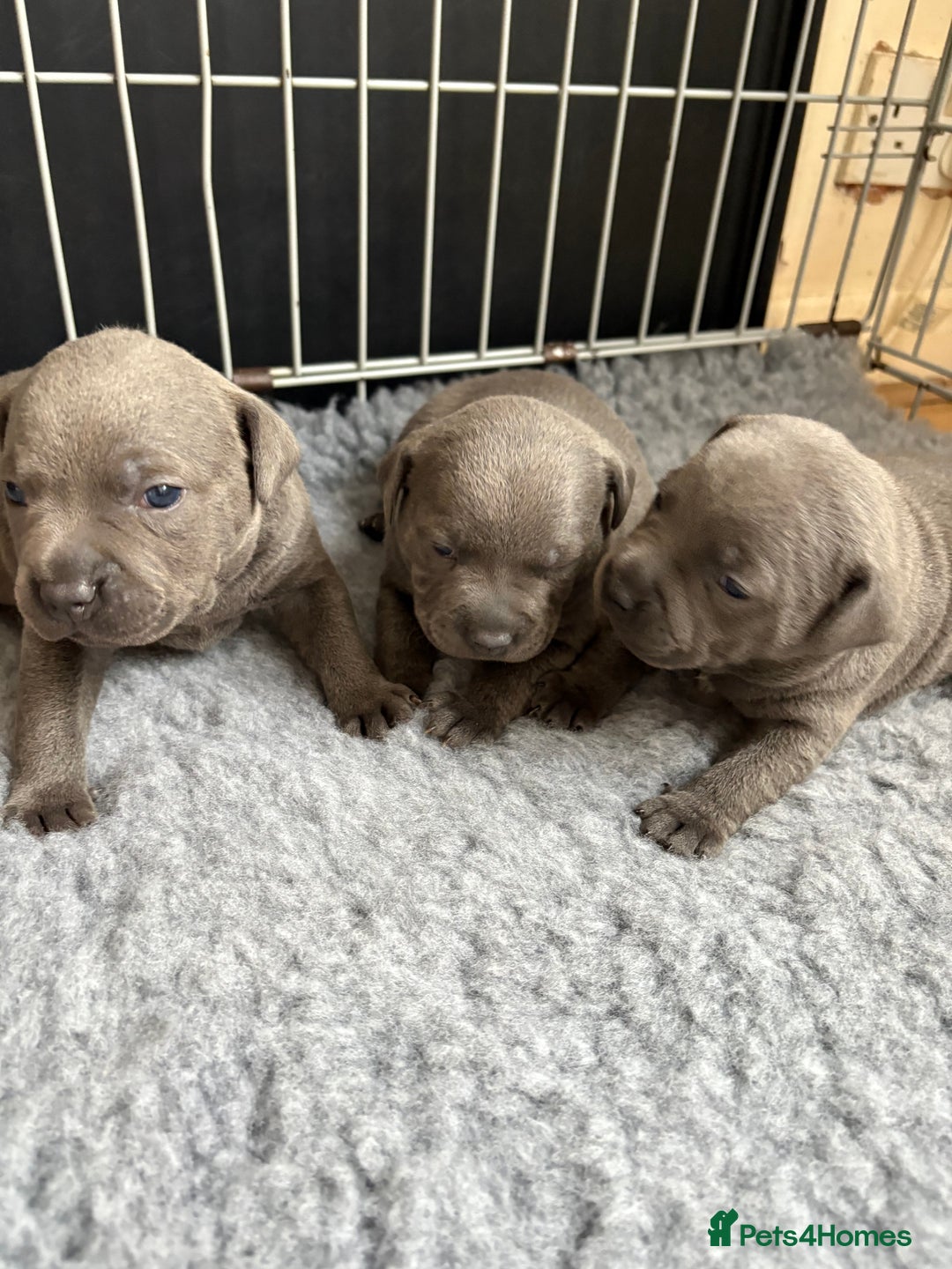 Staffordshire Bull Terrier dogs for sale: 3 chunky puppies  - Image 3
