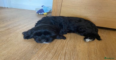 Mixed Breed dogs - Advert 6
