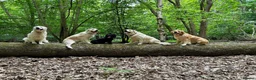 Golden Retriever dogs for sale: KC Reg'd Golden Retriever Puppies - Born 11/10/26 - Advert 14