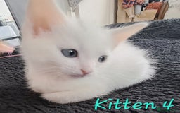 Mixed Breed cats for sale: 4 cute kittens up for sale - Image 28