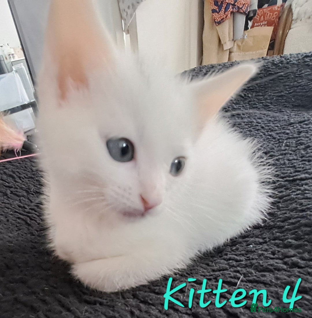 Mixed Breed cats for sale: 4 cute kittens up for sale - Image 28