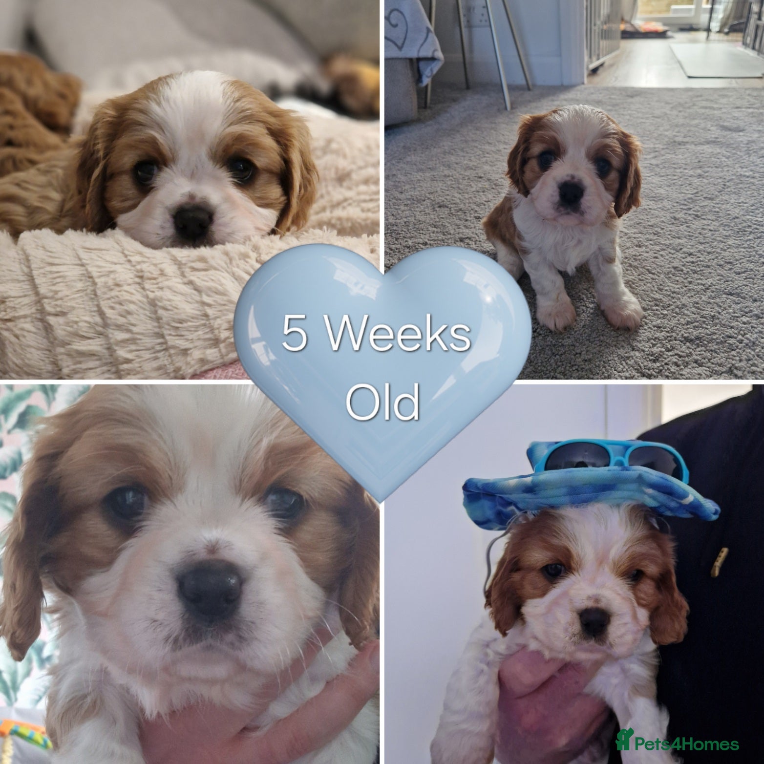 Cavalier King Charles Spaniel dogs 🐾 1 Remaining Stunning Boy CKCS Puppy🐾 - Advert 7