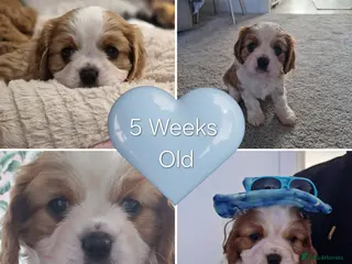 Cavalier King Charles Spaniel dogs 🐾 1 Remaining Stunning Boy CKCS Puppy🐾 - Advert 7