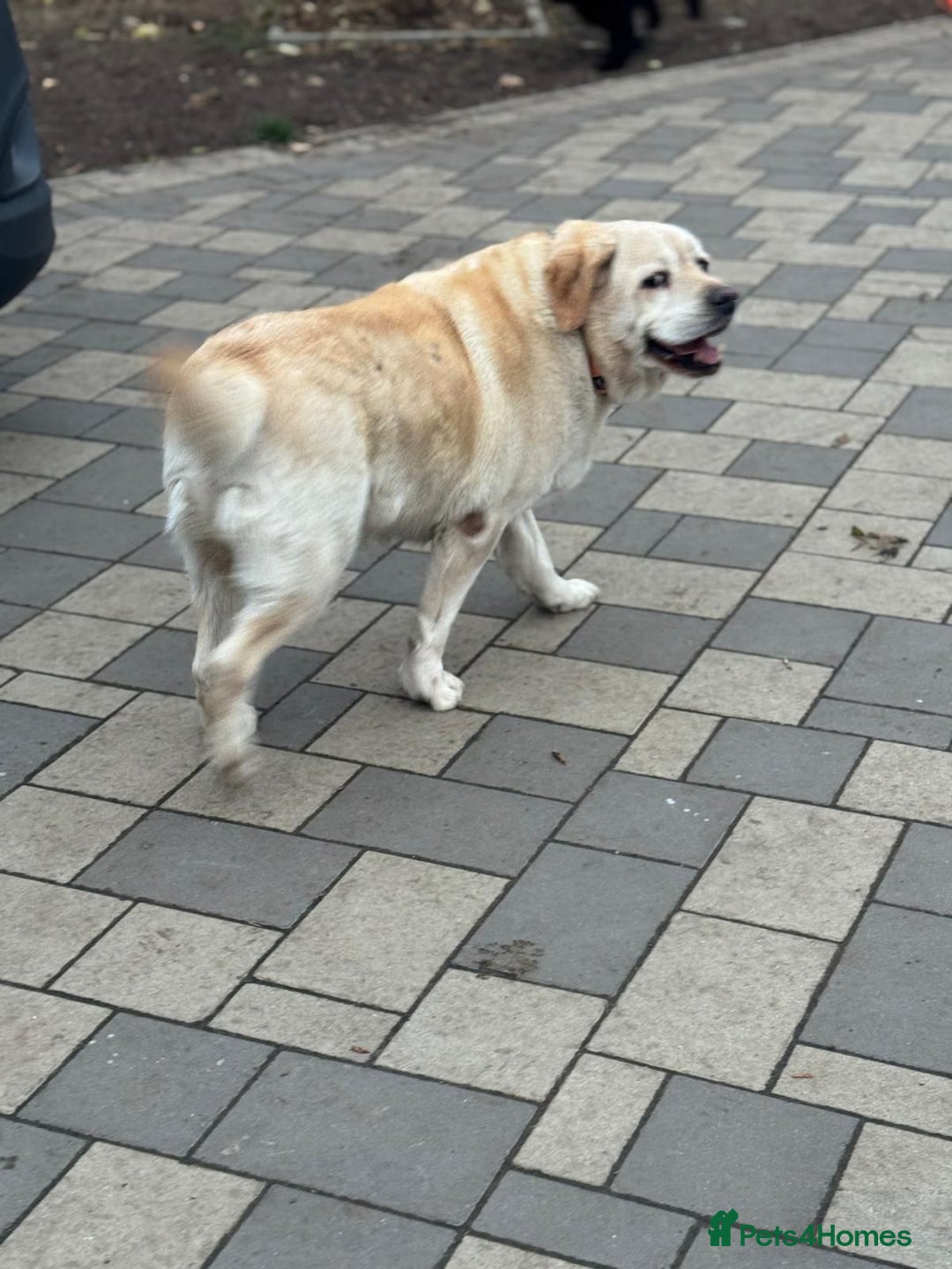 Labrador Retriever dogs for adoption: Gorgeous Trevor seeking a home - Advert 12