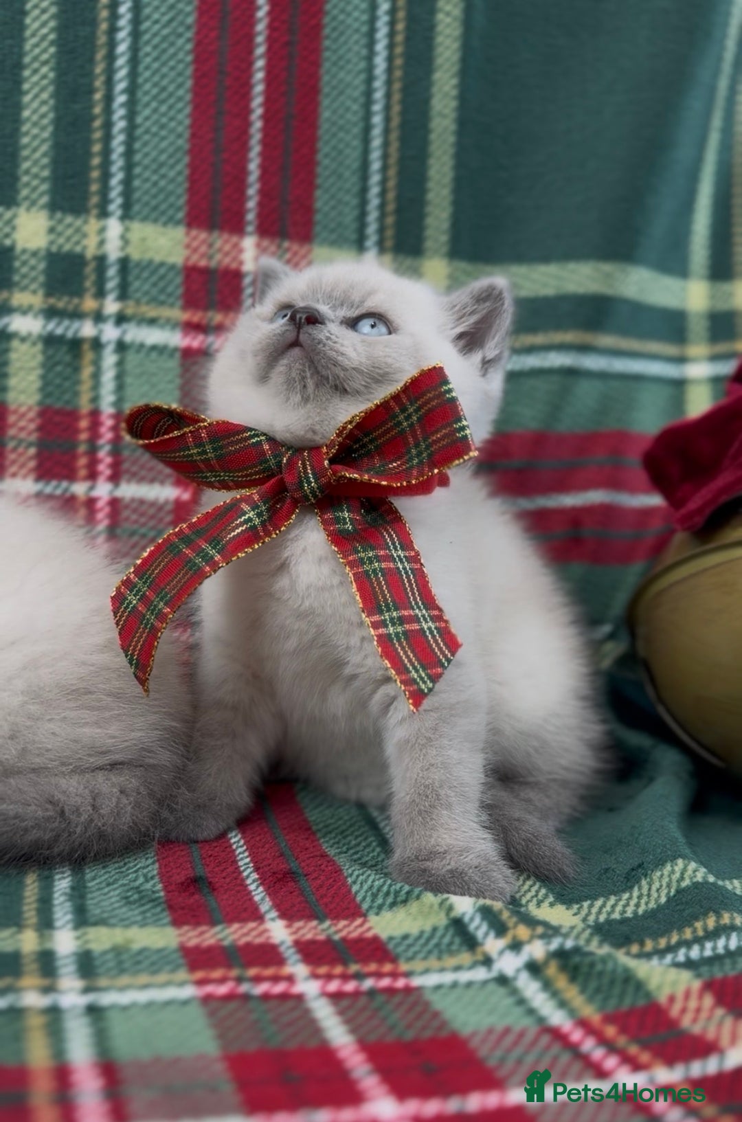 British Shorthair cats for sale: GCCF Health tested British Shorthaired kittens - Image 11