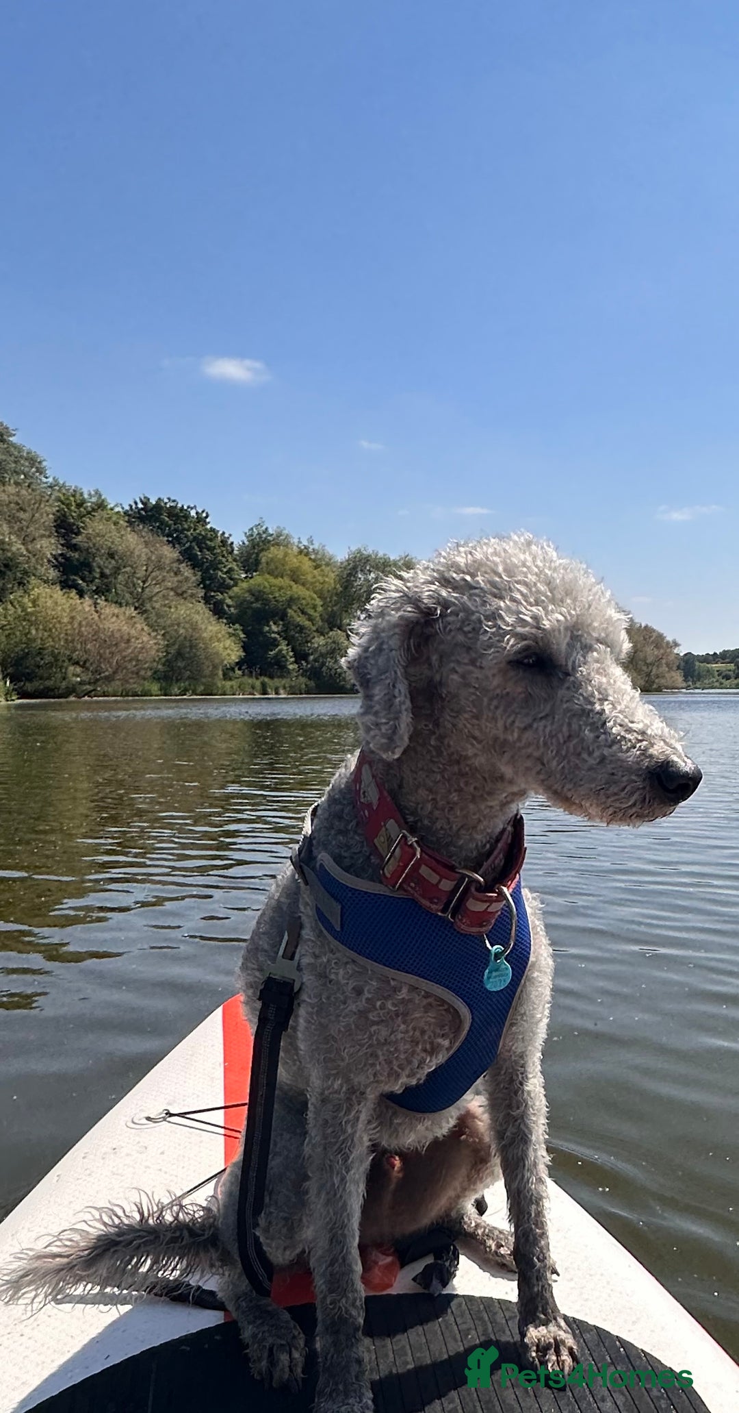 Mixed Breed dogs for sale: Beautiful Bedlington/Greyhound Cross  - Advert 8