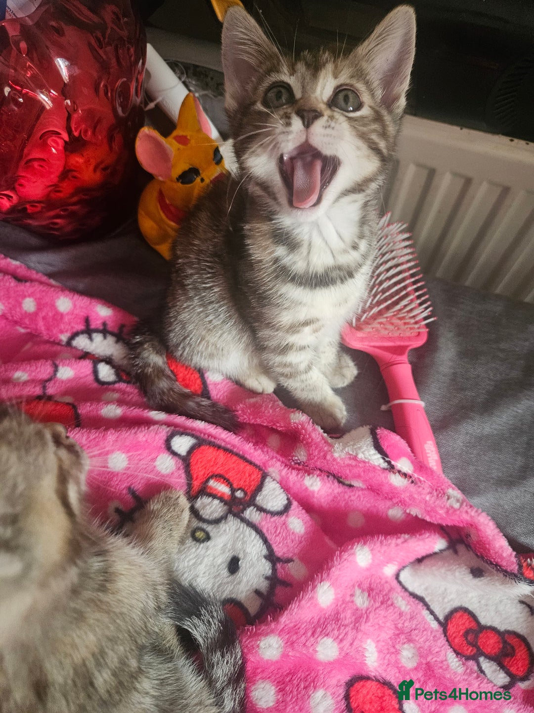 Mixed Breed cats for sale: Bengal cross kittens. 4 left!!! - Image 12
