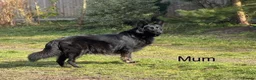 German Shepherd dogs for sale: KC REGISTERED GERMAN SHEPHERDS - Advert 11