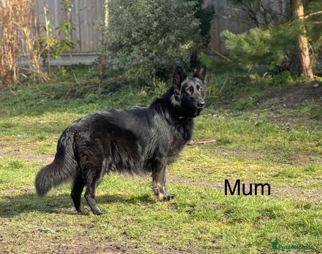 German Shepherd dogs for sale: KC REGISTERED GERMAN SHEPHERDS - Advert 11