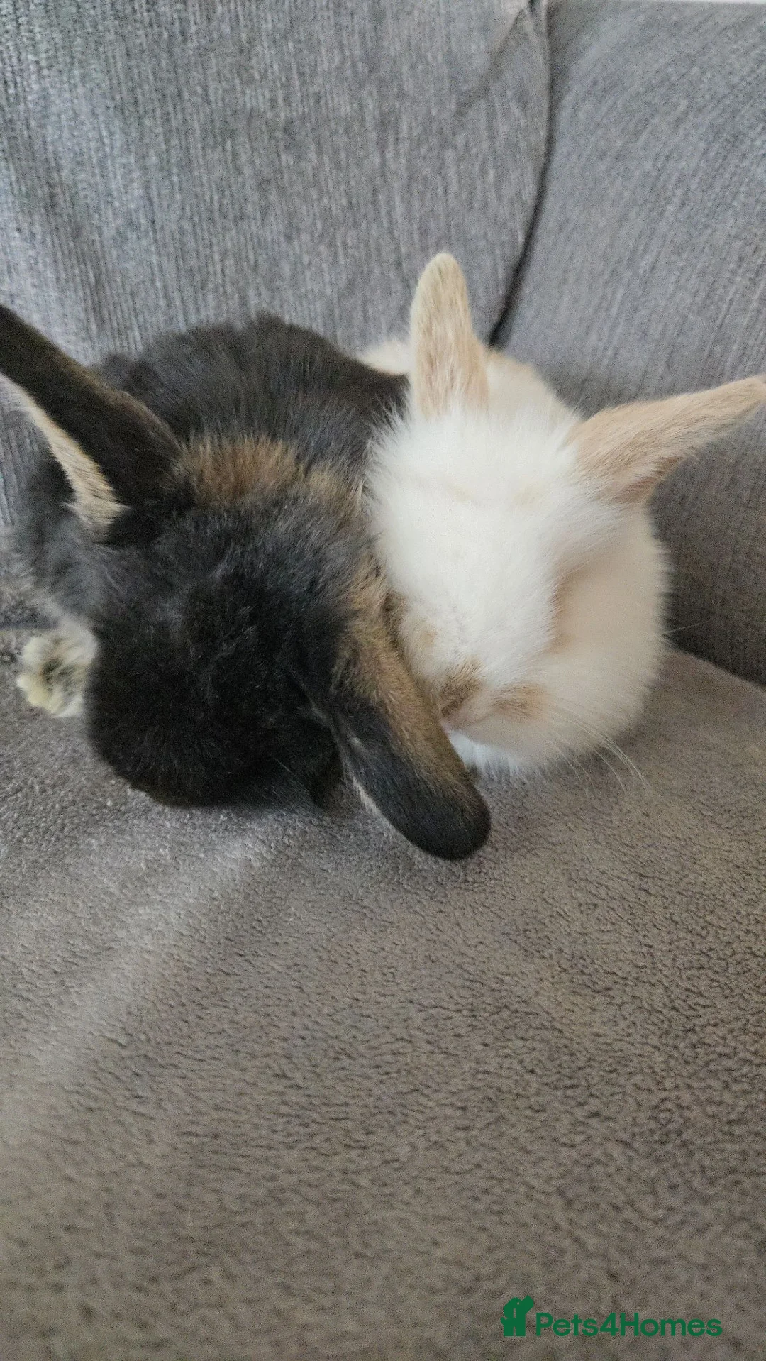 Mini Lion Lop rabbits for sale: Beautiful double maine lop sisters  - Advert 1