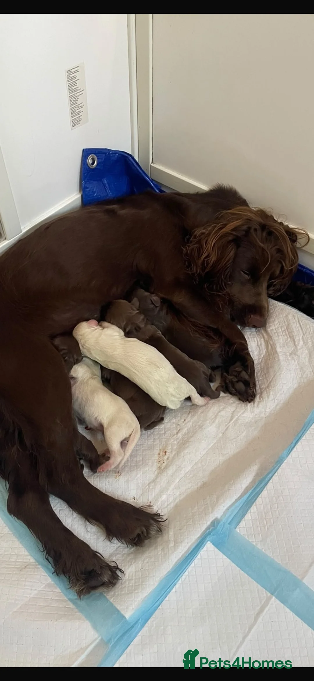 Cocker Spaniel dogs for sale: Cocker spaniels in Stowmarket - Advert 1