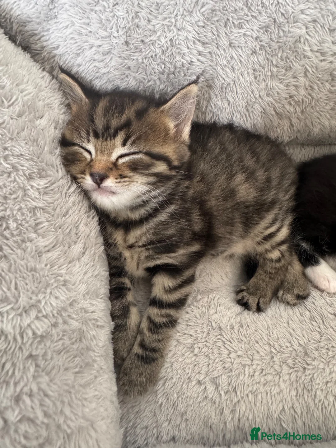 Mixed Breed cats for sale: Tabby  in Chichester - Advert 5