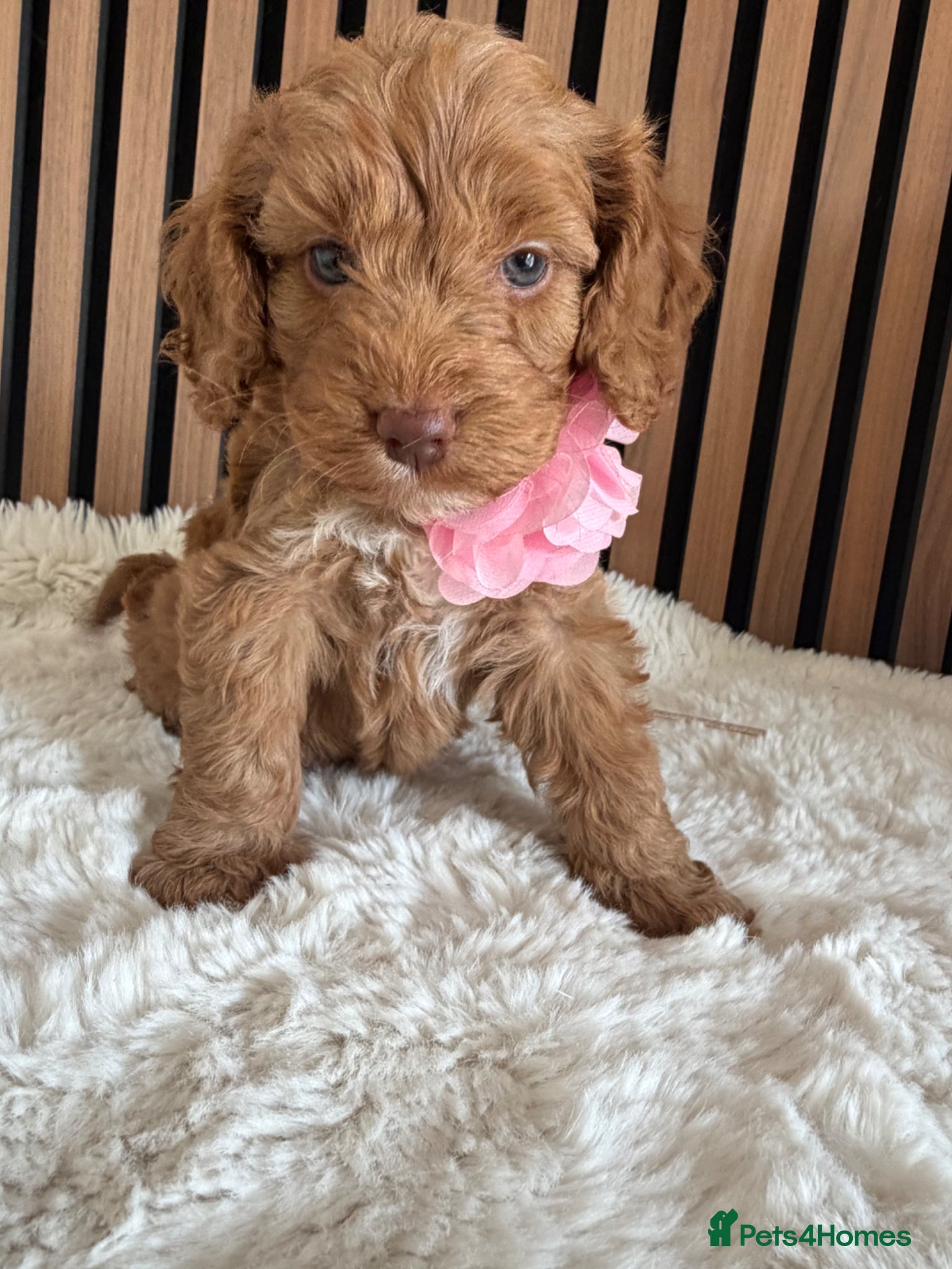 Cockapoo dogs Stunning  F1 Cockapoos PRA Clear Pedigree Parents - Advert 18