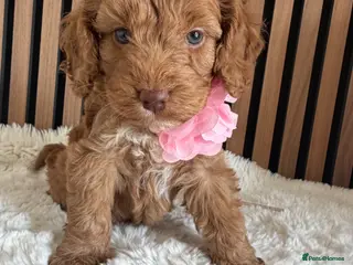 Cockapoo dogs Stunning F1 Cockapoos PRA Clear Pedigree Parents - Advert 18