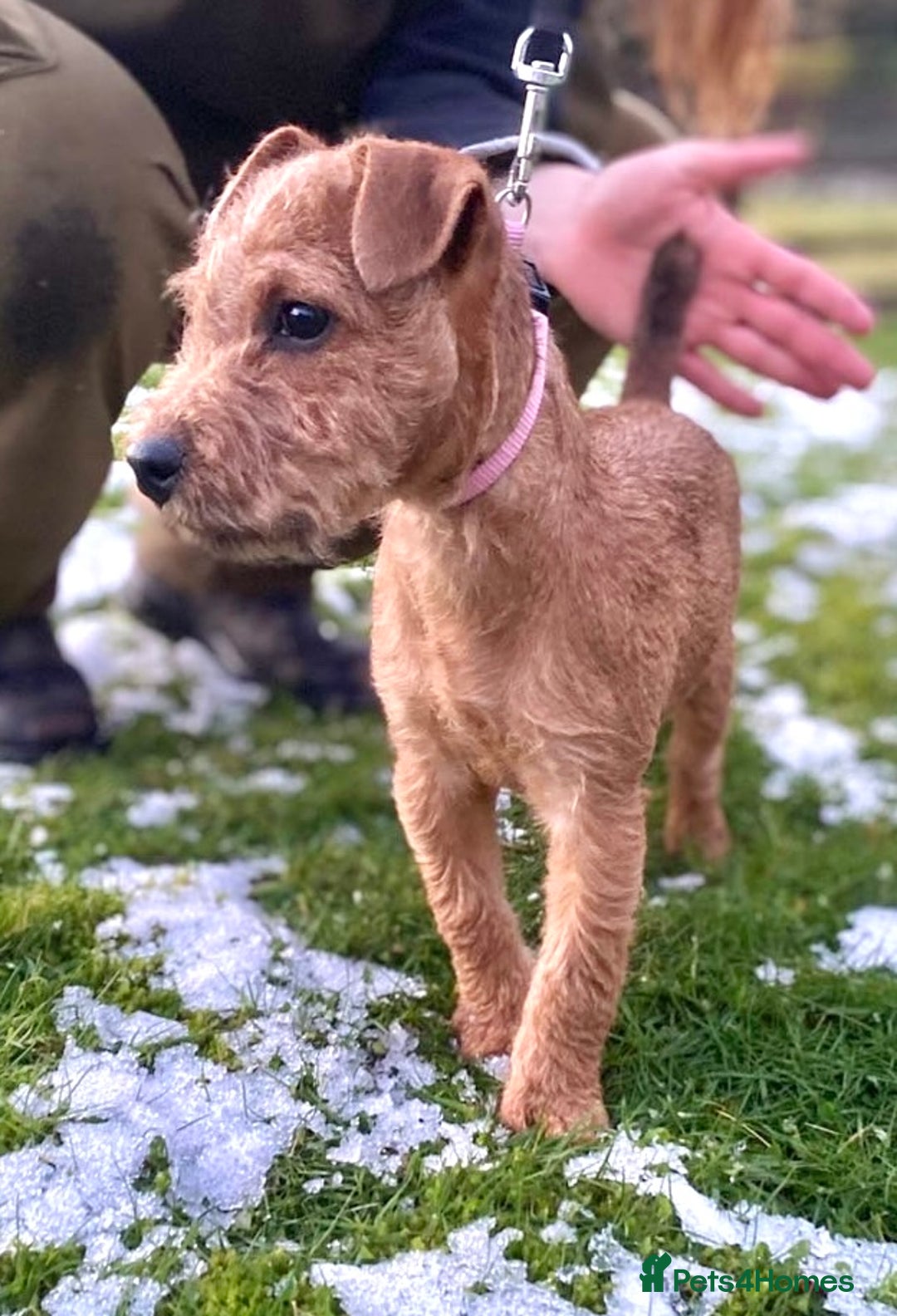 Lakeland Terrier dogs for sale: Red Working Type Lakeland Terrier Male For Sale - Advert 5
