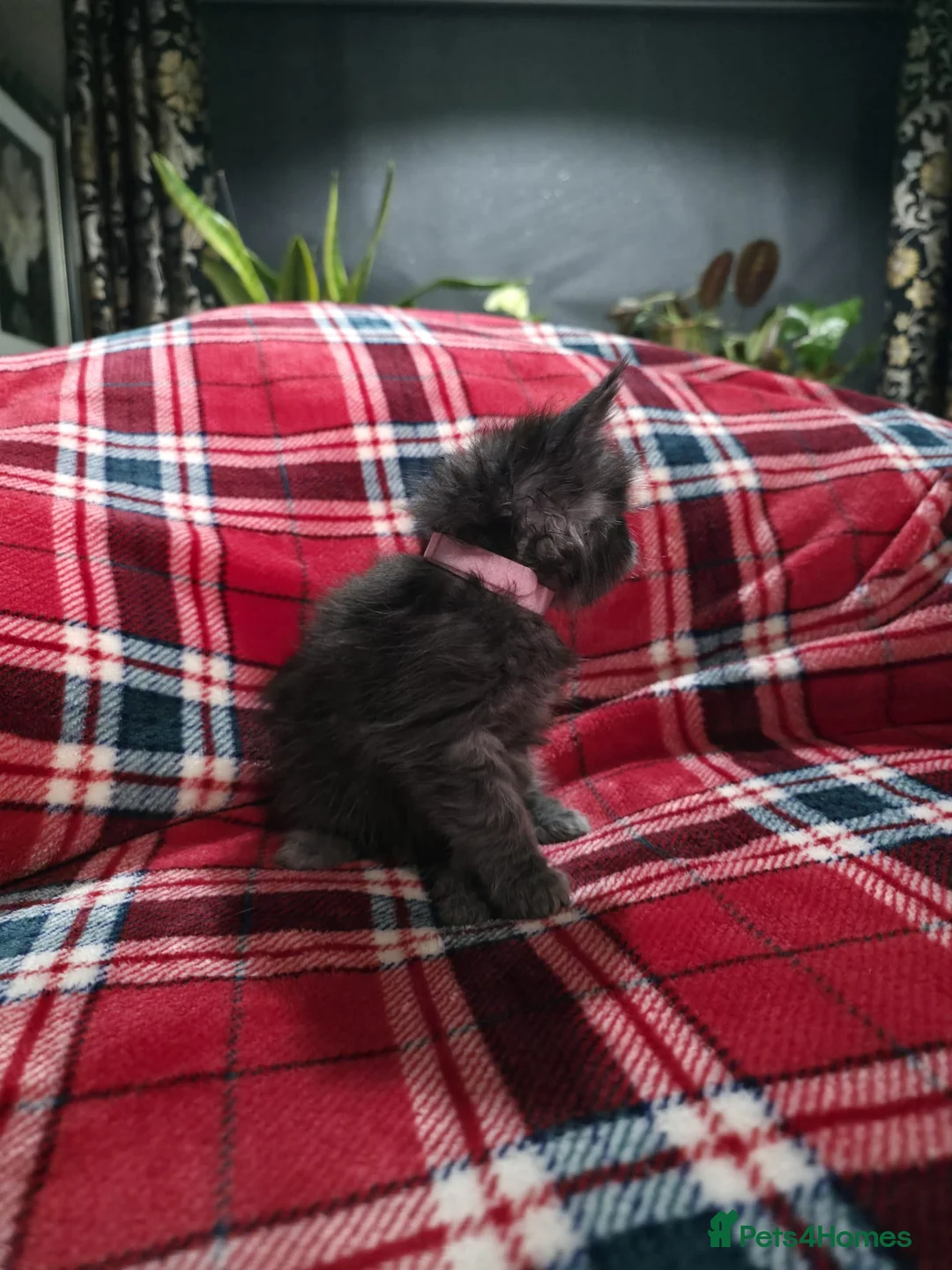 Maine Coon cats for sale: TICA registered Russian lineage Maine coon kittens - Advert 5