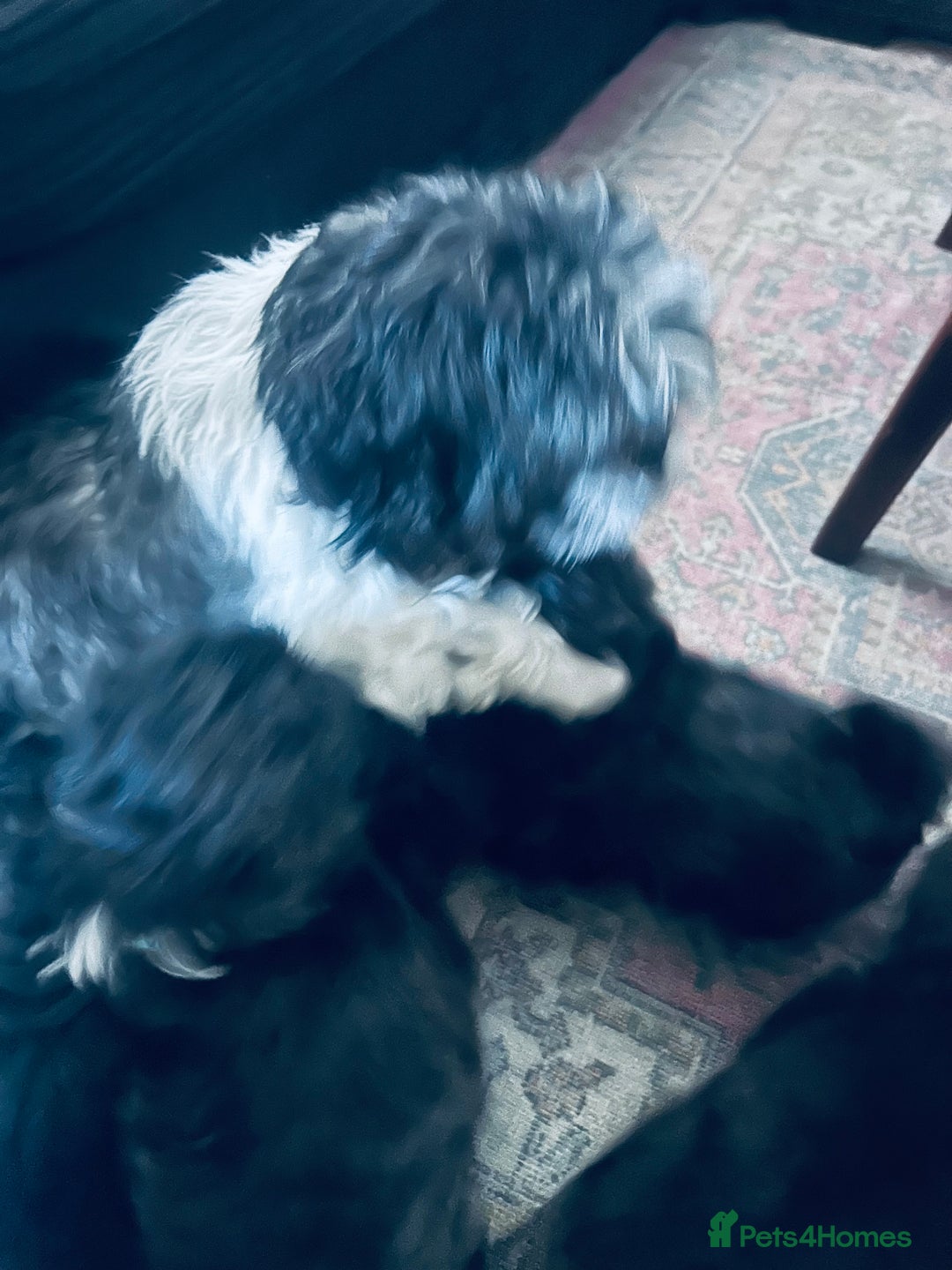 Shih Tzu dogs for sale: Beautiful Shih Tzus - Image 10