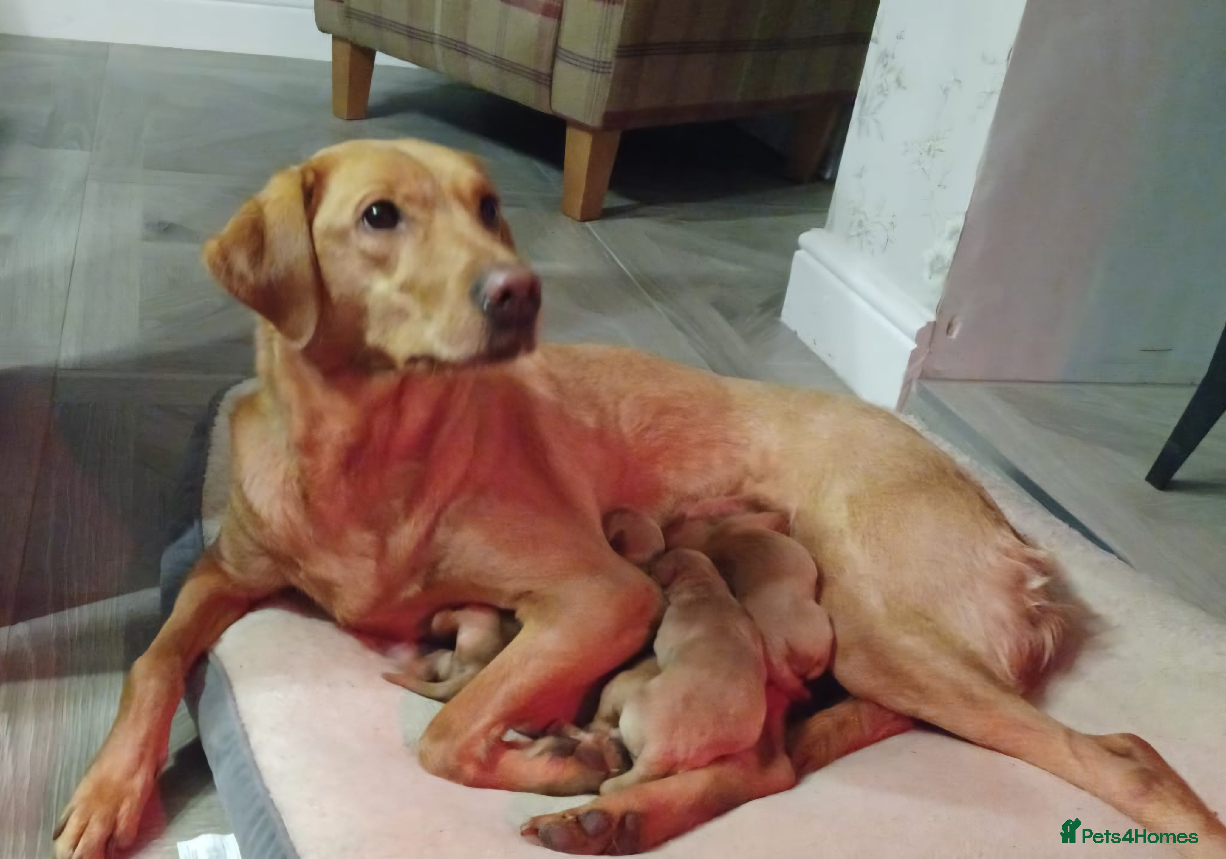 Labrador Retriever dogs Beautiful Fox Red Labrador Retriever Puppies - Advert 2