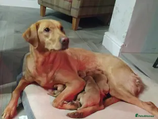 Labrador Retriever dogs Beautiful Fox Red Labrador Retriever Puppies - Advert 2