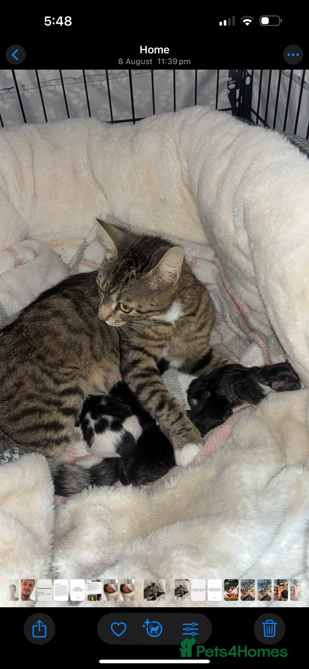 Mixed Breed cats for sale: 5 Beautiful Kittens - Image 9