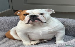 English Bulldog dogs for sale: Quality Ruakuri British standard bulldog - Image 16